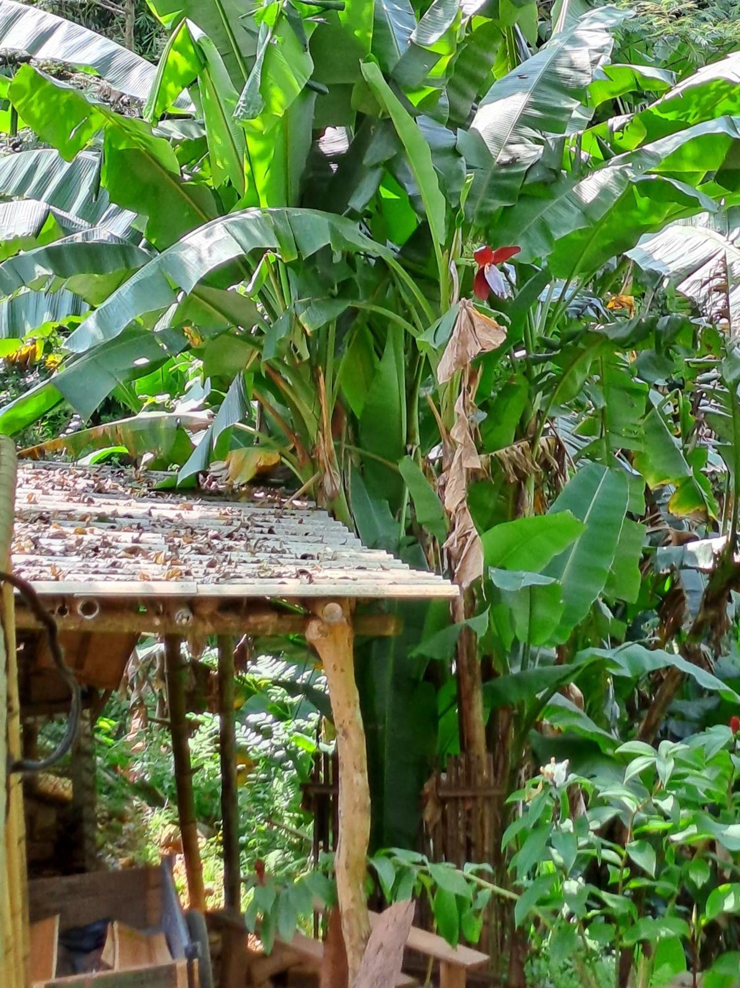 Muong Bi Homestay Hòa Bình エクステリア 写真